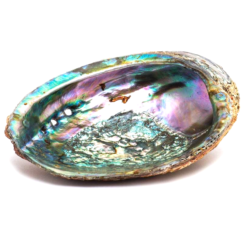 This one looks like an abalone shell to me! 🐚 using lots of metallics